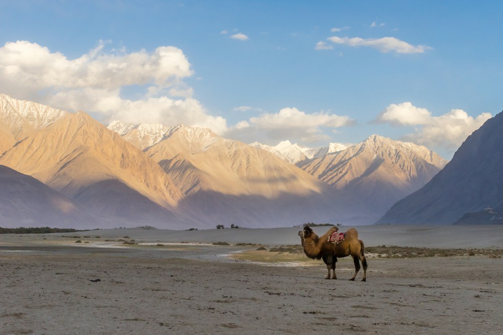 Camels in the Nubra Valley dunes