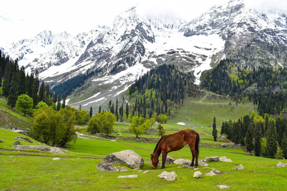 Meadows at Sonmarg